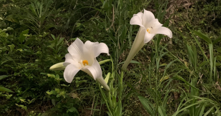 キレイなユリの花