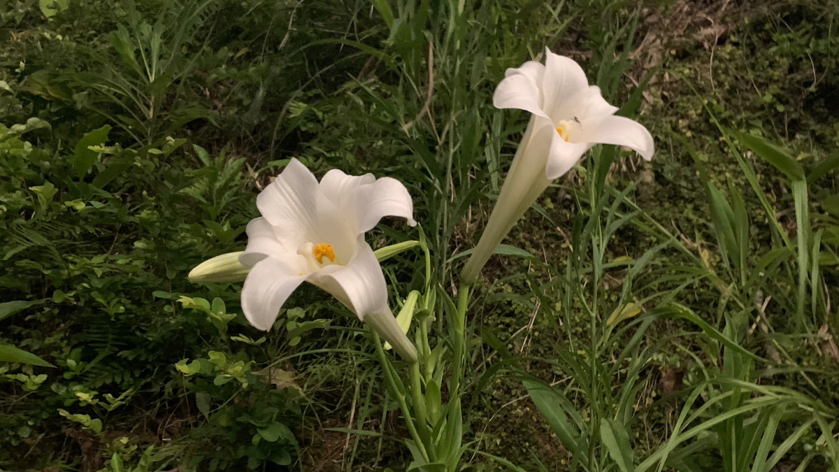 キレイなユリの花