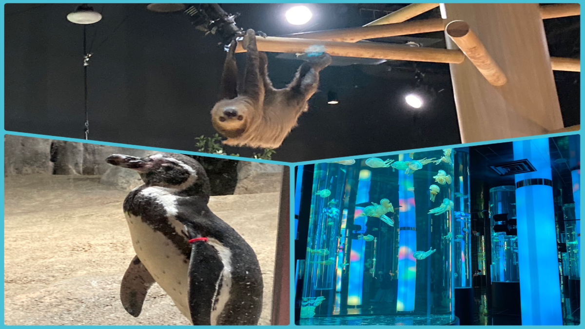 水族館に行ってきました♪