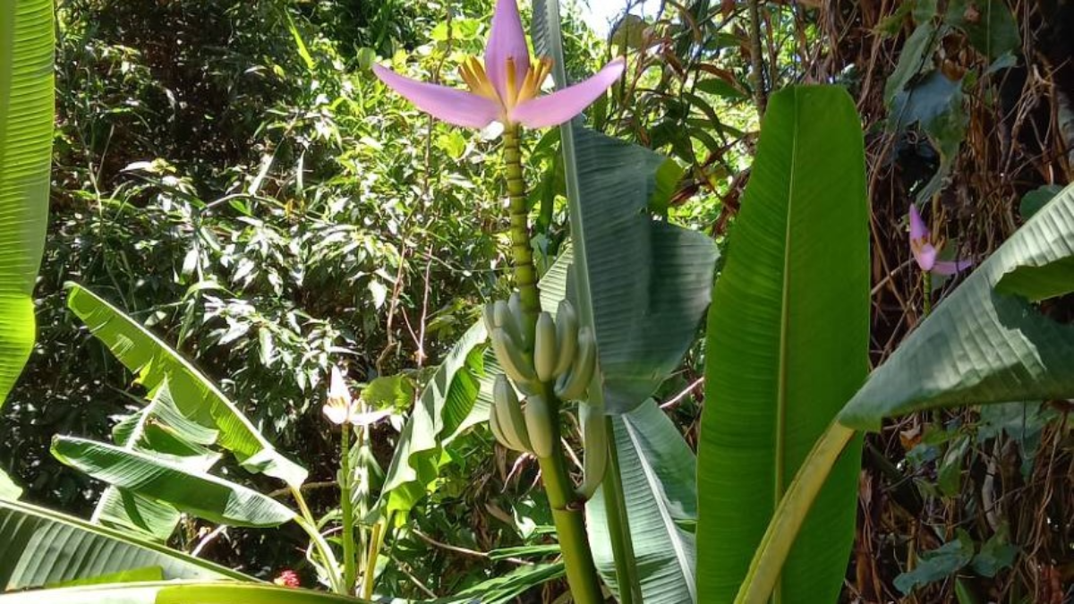 バナナの花・・・