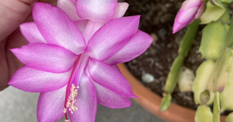 ガニランと呼ばれるお花