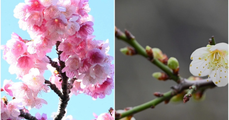 梅と桜が同時に見れる沖縄はすごい！