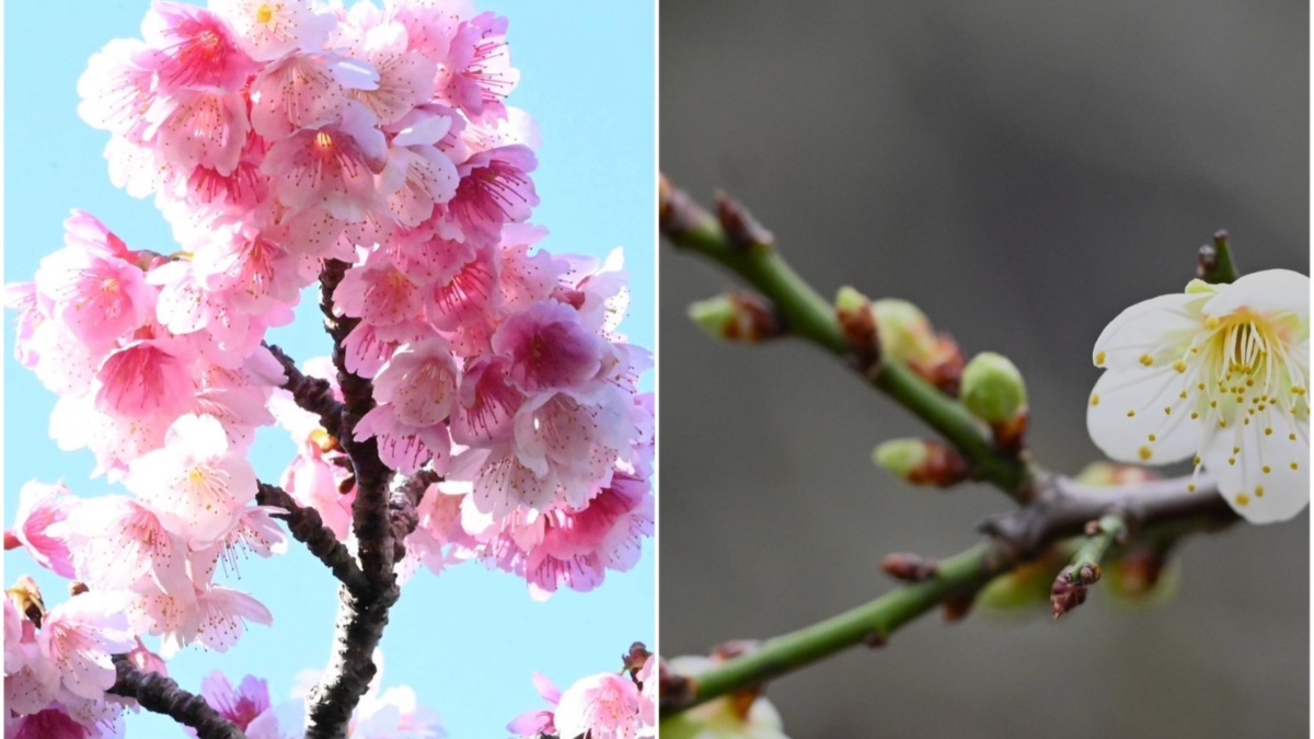 梅と桜が同時に見れる沖縄はすごい！