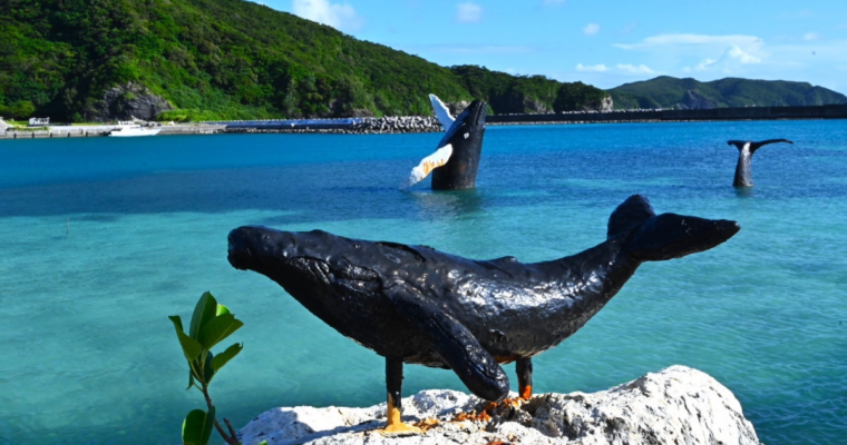 やっとクジラに会えました？？？