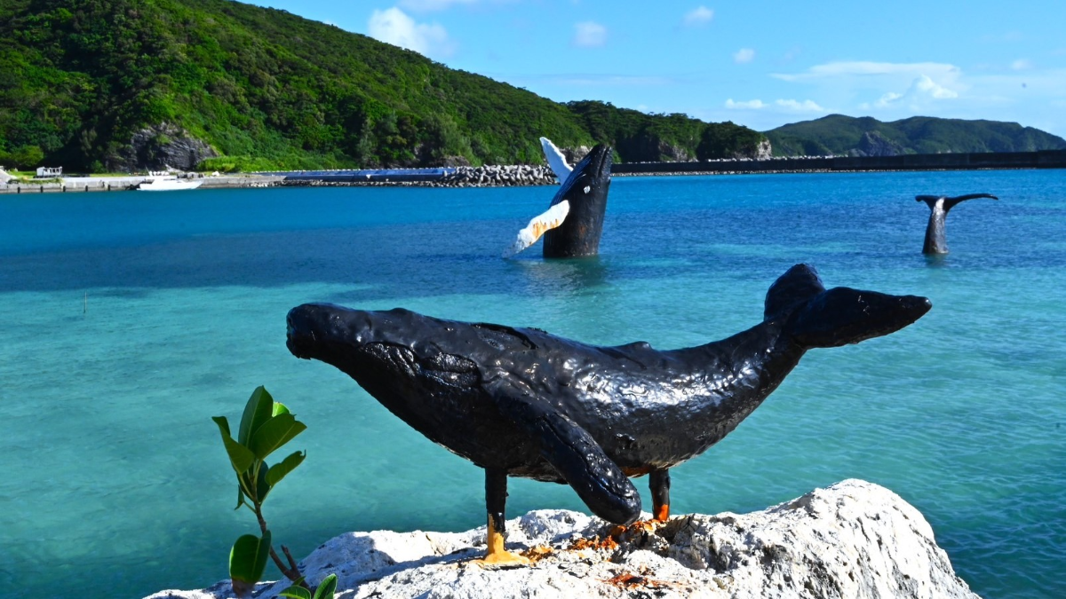 やっとクジラに会えました？？？